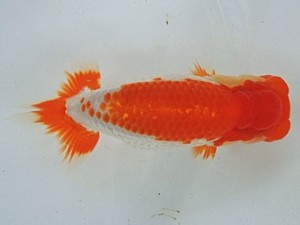 尾張優魚会　西大関　野口　弘　半田