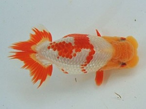 尾張優魚会　立行司　山田芳人　清須