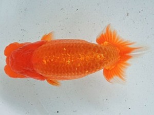 尾張優魚会　取締一　近藤憲正　あま