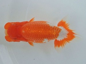 尾張優魚会　取締二　河北光一　四日市