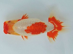 尾張優魚会　鎌田芳男　稲沢