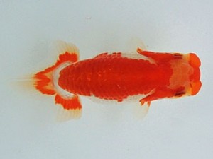 尾張優魚会　西大関　市村正直　安城