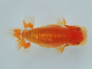 尾張優魚会　取締二　榊原英樹　武豊