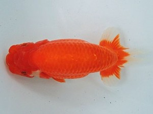 尾張優魚会　東大関　大河内正行　津