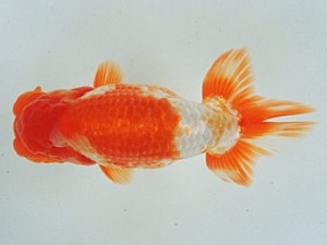 尾張優魚会　西大関　大河内正行　津