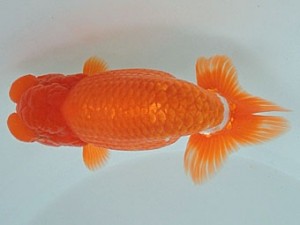 尾張優魚会　立行司　野口　弘　半田