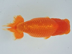 尾張優魚会　取締一　林　万貴　志摩