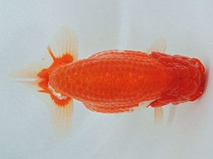 尾張優魚会　取締二　有賀昌司　八百津