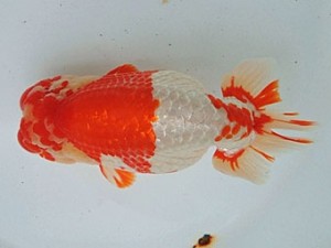 尾張優魚会　東大関　立松大介　津島