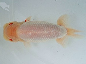 尾張優魚会　西大関　有賀昌司　八百津