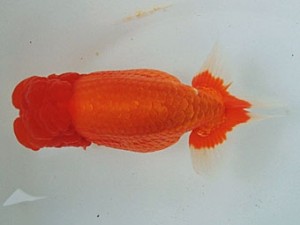 尾張優魚会　立行司　山田芳人　清須