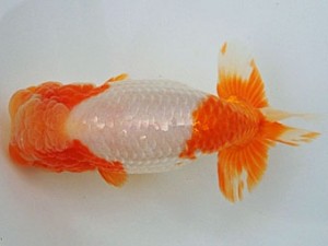 尾張優魚会　取締一　林　万貴　志摩