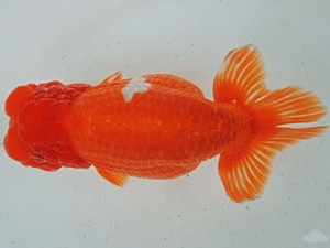 尾張優魚会　取締二　近藤憲正　あま