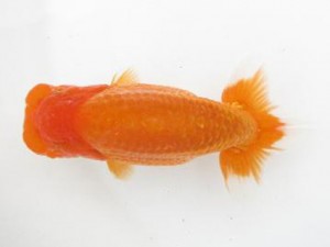 楽友らんちう会　西大関　松村賢伸