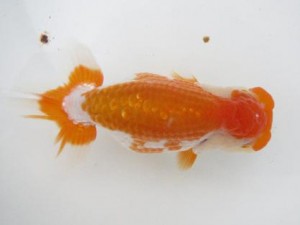 楽友らんちう会　立行司　大久保義彰