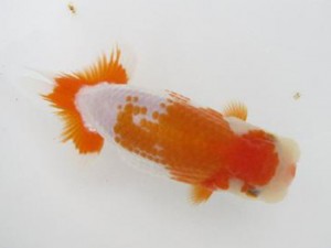 楽友らんちう会　取締一　安中　浩