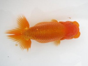 楽友らんちう会　取締二　樫村正彦