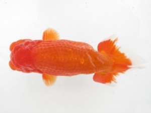 楽友らんちう会　東大関　鈴木靖夫