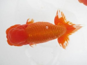 楽友らんちう会　西大関　高地成弥