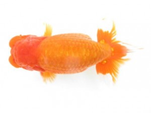 楽友らんちう会　立行司　高久昌明