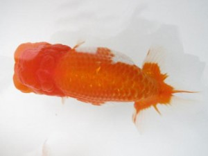 楽友らんちう会　取締一　佐野　勝