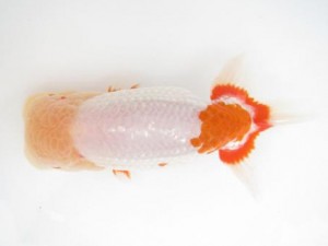 楽友らんちう会　取締二　大久保義彰