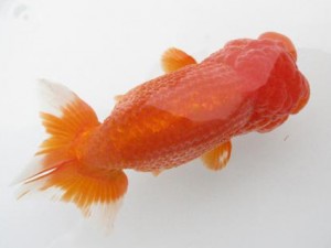 楽友らんちう会　東大関　大渕　功