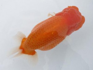 楽友らんちう会　西大関　市川武男