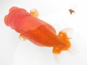 楽友らんちう会　立行司　大渕　功