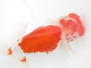 楽友らんちう会　取締一　鈴木美知枝