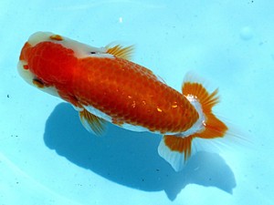 両毛愛魚会　第1位　中村正志