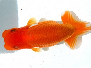 両毛愛魚会　第2位　白石文人