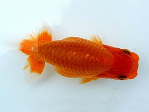 両毛愛魚会　第3位　関口直樹