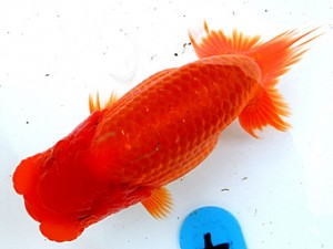 両毛愛魚会　第4位　中村正志