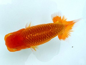 両毛愛魚会　第5位　長壁彦幸