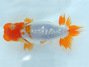 瀬戸内愛蘭会　植松　啓　新宮