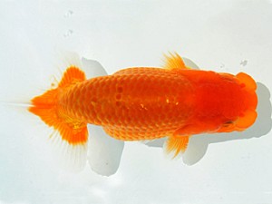 瀬戸内愛蘭会　西大関　藤城輝夫　姫路