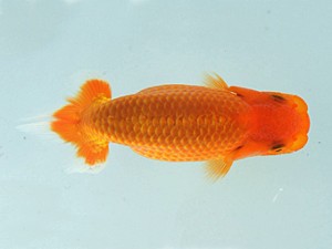 瀬戸内愛蘭会　立行司　藤城輝夫　姫路