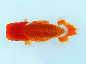 瀬戸内愛蘭会　取締一　尾崎　謙　倉敷