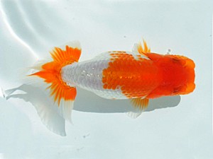 瀬戸内愛蘭会　取締二　堀出正明　東海