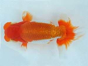 瀬戸内愛蘭会　東大関　大島一男　倉敷