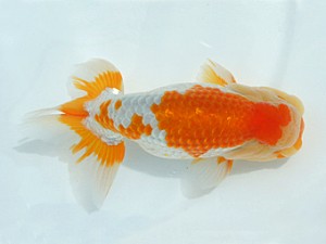 瀬戸内愛蘭会　西大関　志賀裕之　赤穂