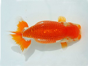 瀬戸内愛蘭会　立行司　藤城輝夫　姫路