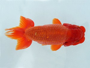 瀬戸内愛蘭会　取締一　小川寿夫　呉