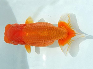 瀬戸内愛蘭会　取締二　馬場伸幸　赤穂