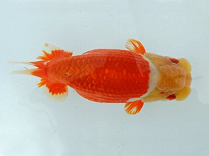 瀬戸内愛蘭会　東大関　藤原照輝　福山