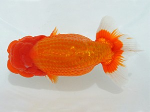 瀬戸内愛蘭会　西大関　田代史郎　倉敷