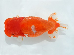 瀬戸内愛蘭会　立行司　西本佳子　広島