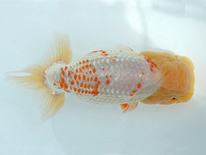 瀬戸内愛蘭会　取締一　西本佳子　広島