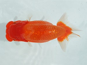 瀬戸内愛蘭会　取締二　西本佳子　広島